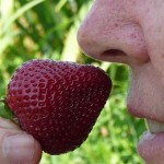 l'odeur d'une fraise